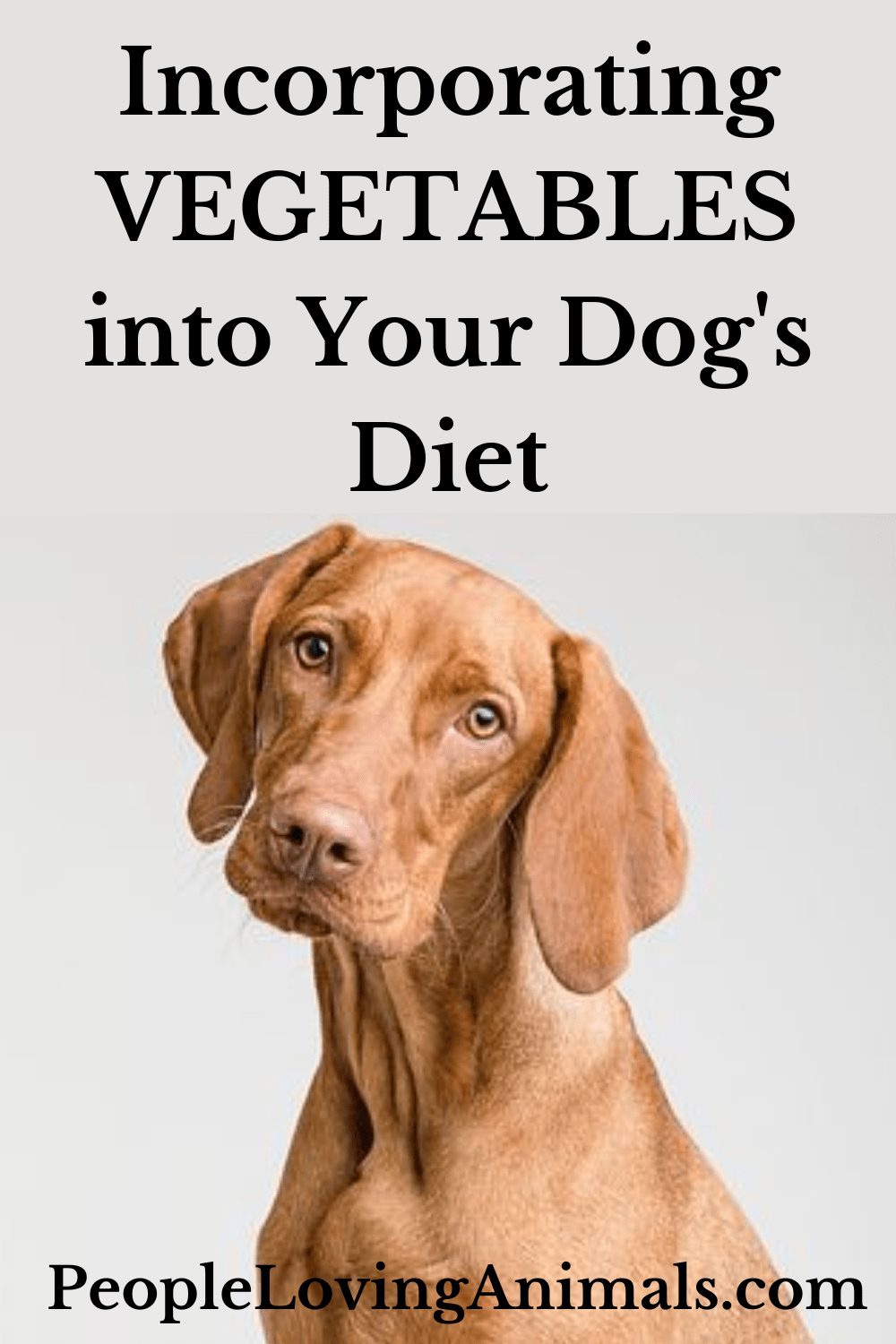 Incorporating Vegetables into Your Dog’s Diet