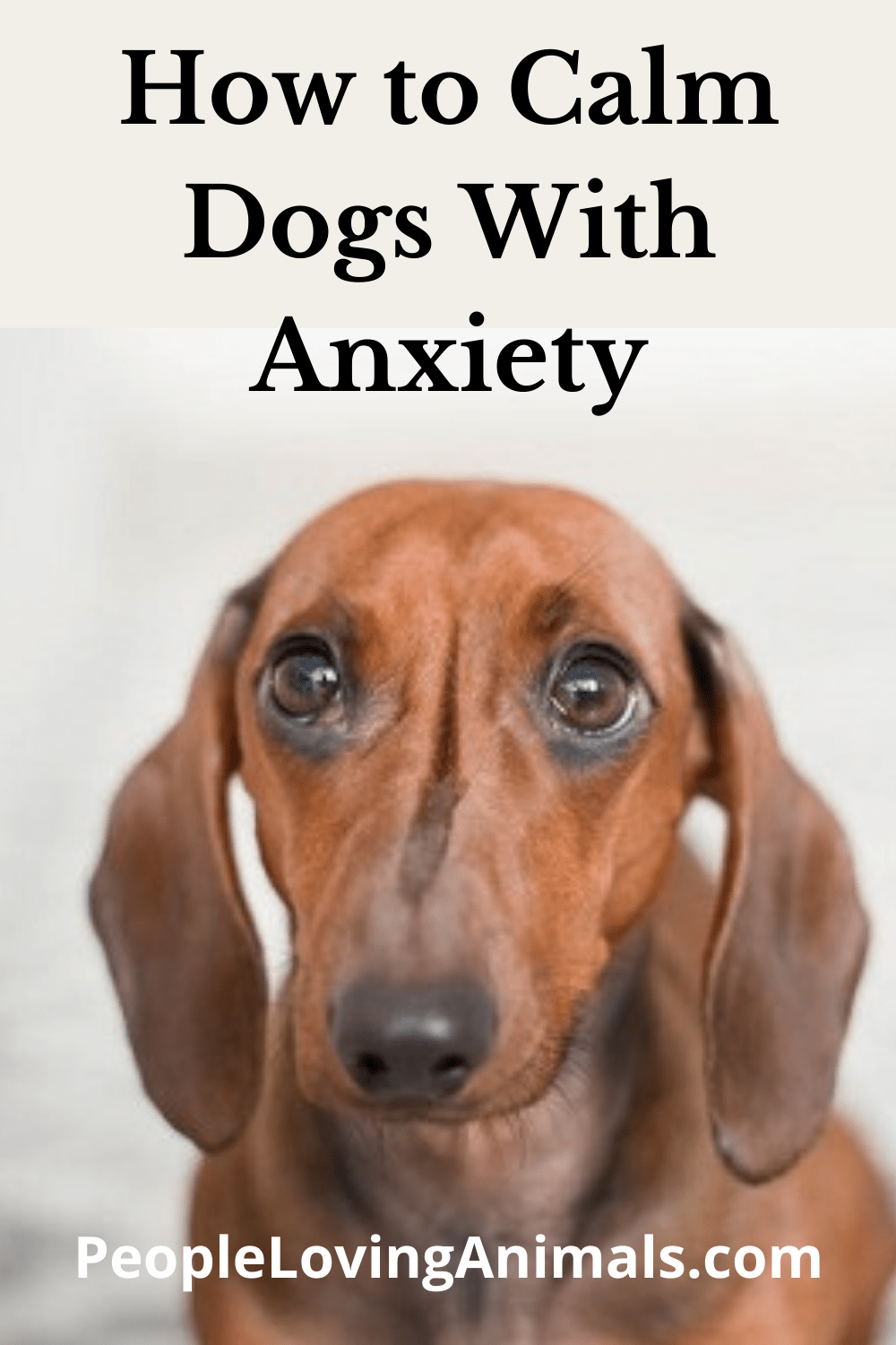 How to Calm Dogs with Anxiety Symptoms, Causes & Solutions