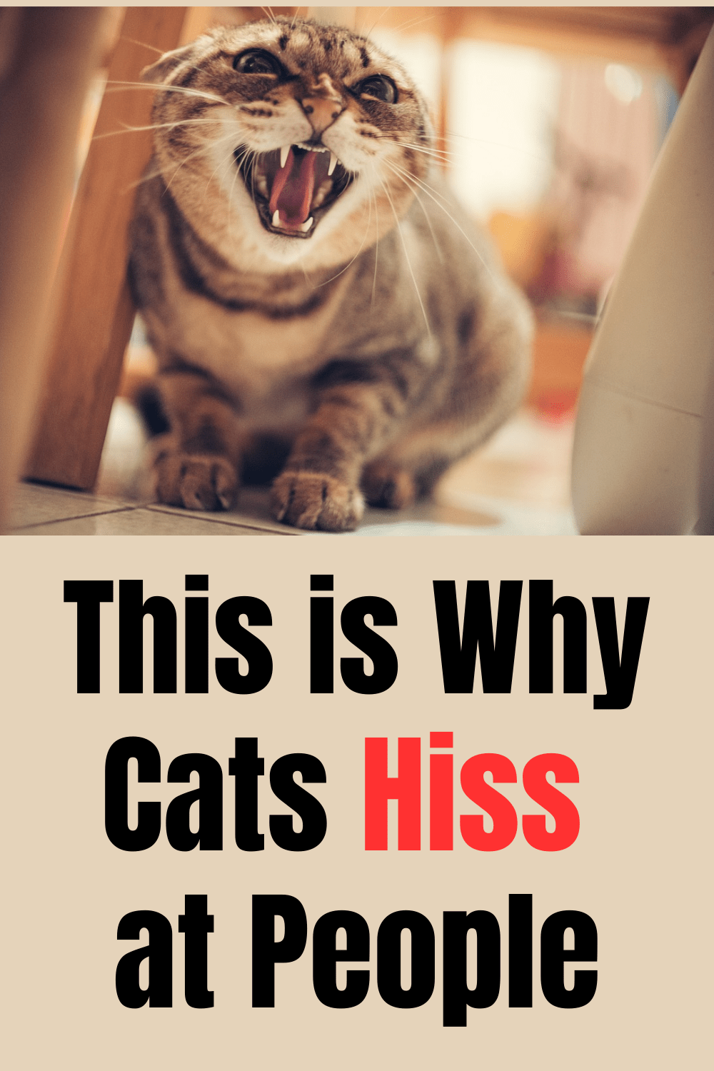 Why Do Cats Hiss? At People, Each Other and What to Do