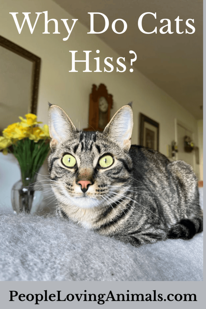Why Do Cats Hiss Exactly Why and Exactly What to Do!