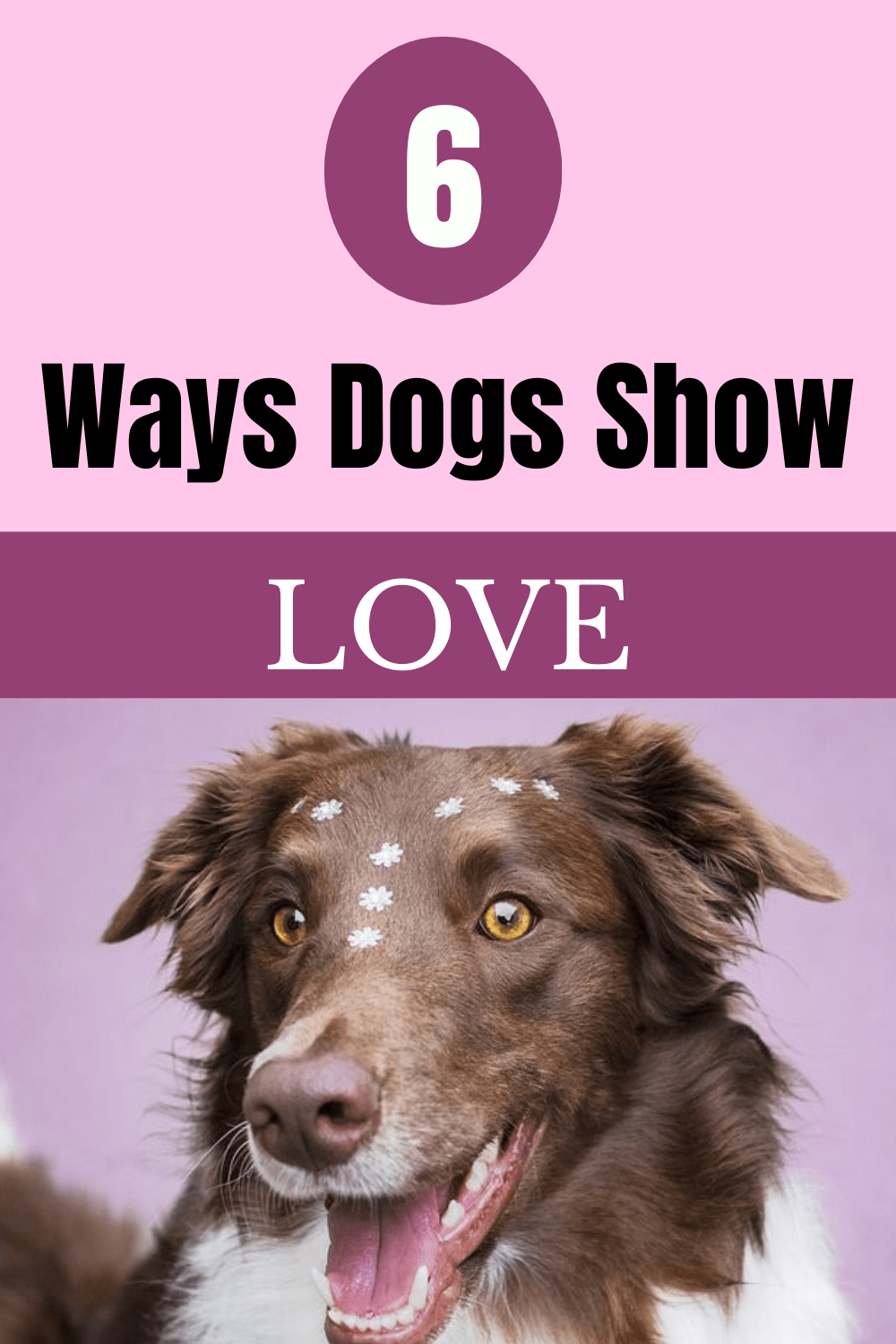 How Dogs Show Love Ways Dogs Say "I Love You!"
