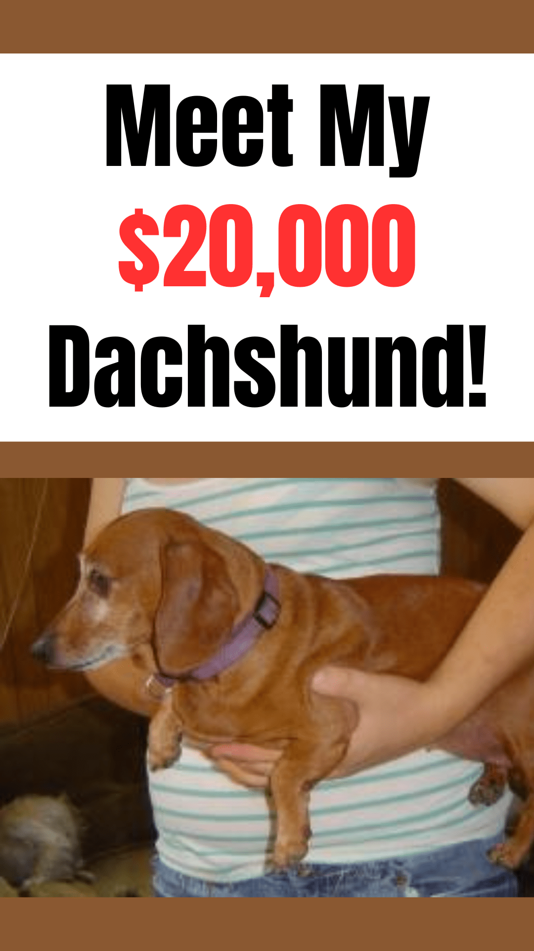 Is Dog Health Insurance Worth the Cost? My 20,000 Doxy!