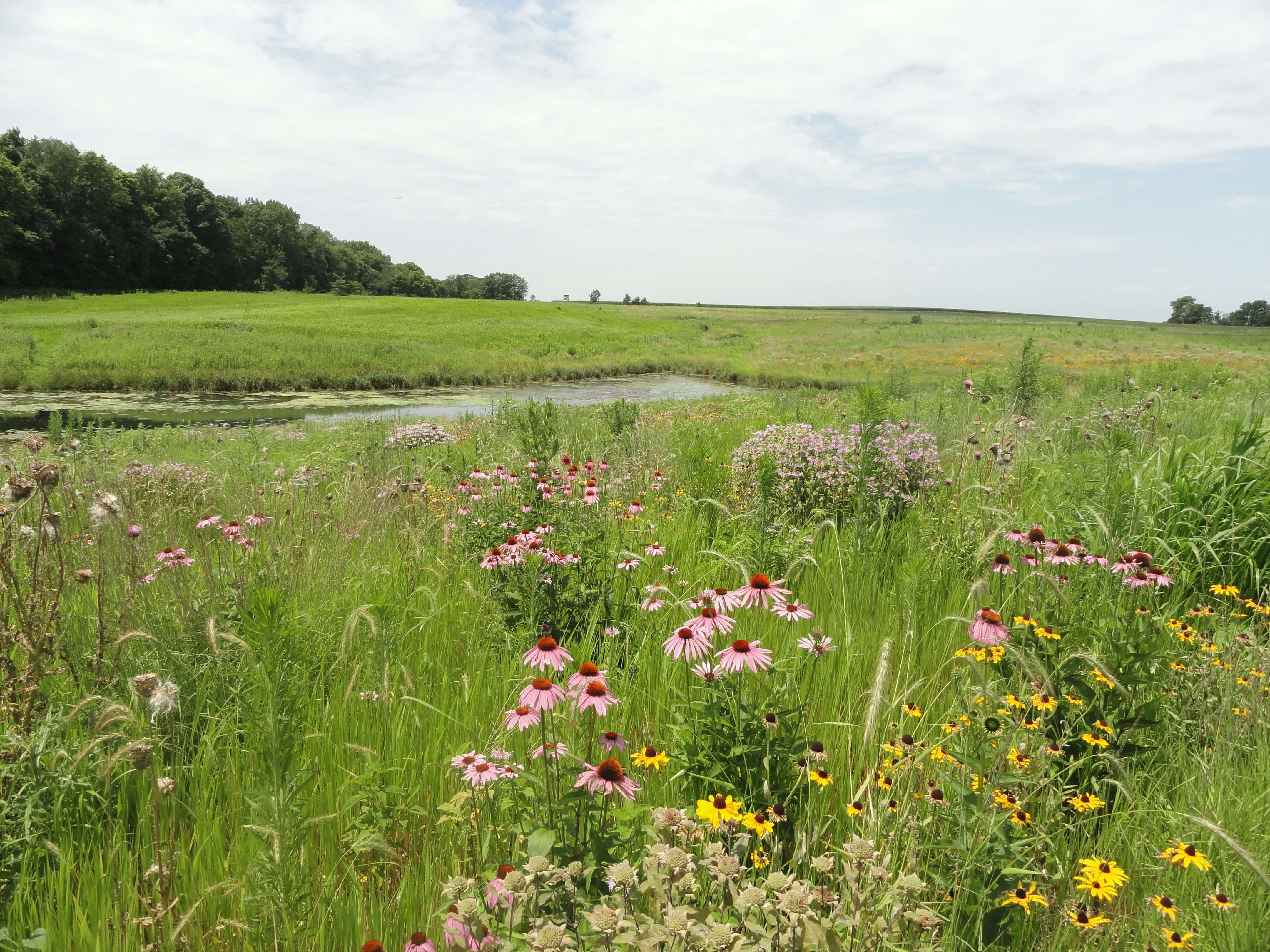 NEW CRP Options for Iowa Landowners
