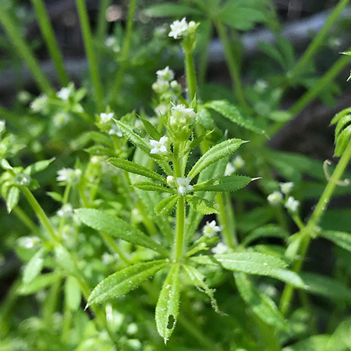 Get to know herbsCleavers for kidneys & the lymphatic system Peoples