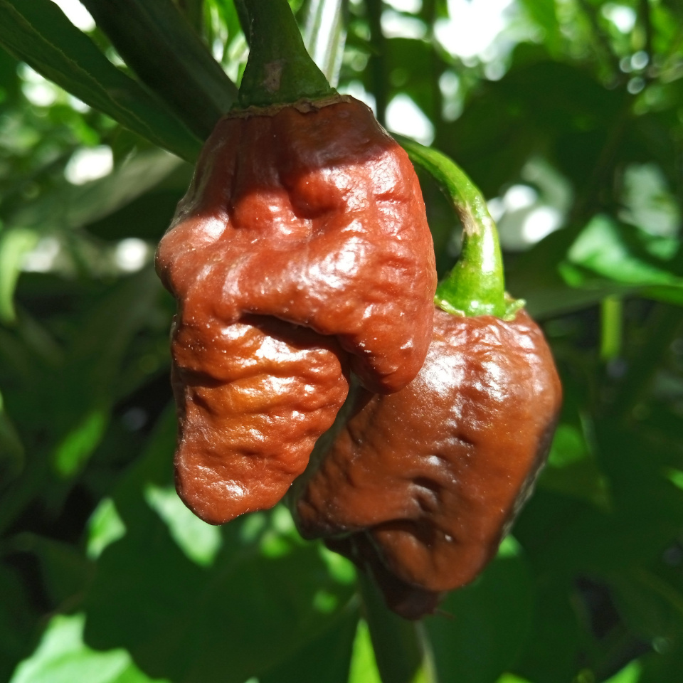 7 Pot Douglah Peperhof