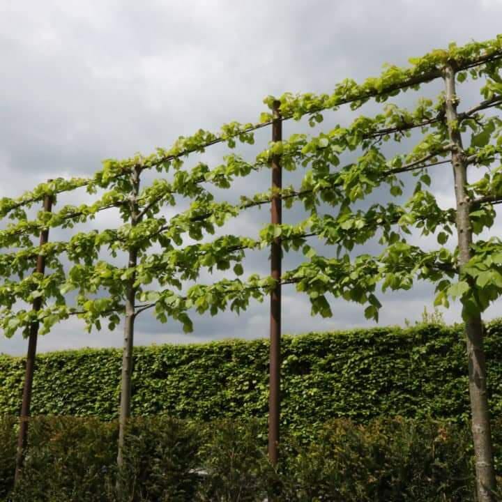 Tilia europaea "Pallida"