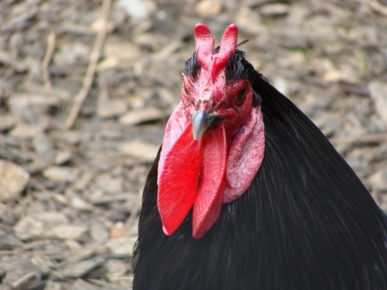 Top 10 Most Beautiful Chicken Breeds In The World pepNewz