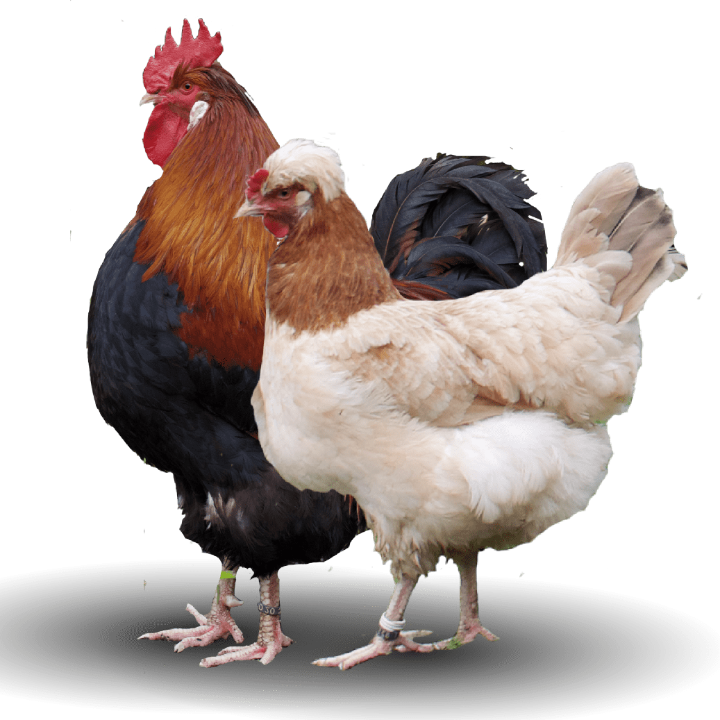 Top 10 Most Beautiful Chicken Breeds In The World pepNewz