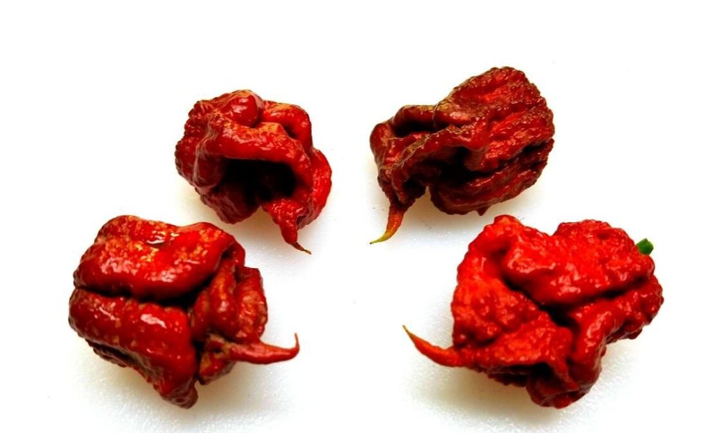 7 Pot Primo Pepper One Of The World’s Hottest Hybrids