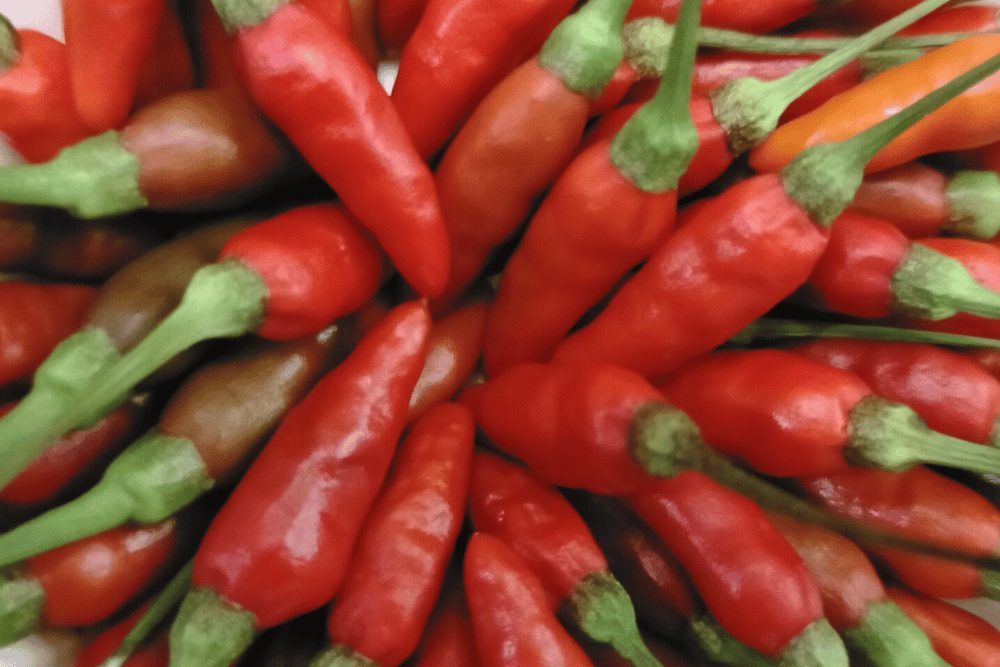 Siling Labuyo Not The Same As Bird's Eye Thai Chilis