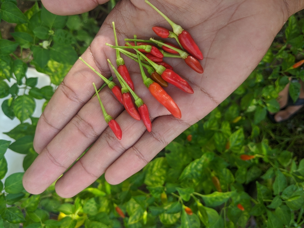 Siling Labuyo Not The Same As Bird's Eye Thai Chilis