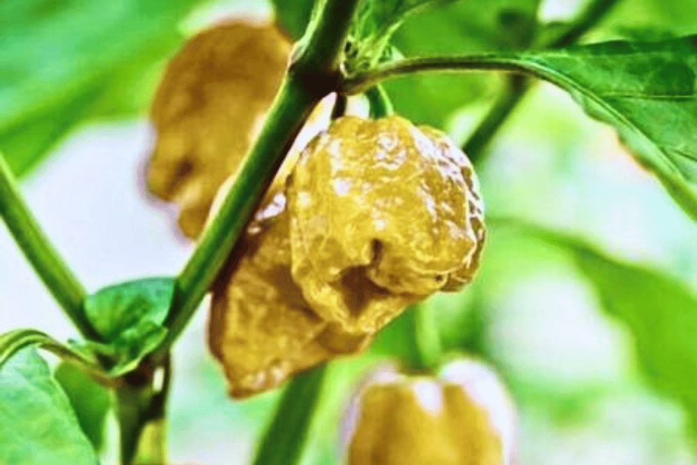 Pepper X Potentially The World's Hottest Pepper