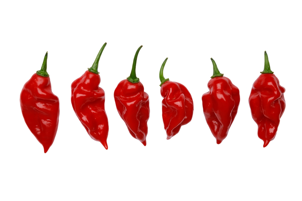 Hot Paper Lantern The Habanero Pepper For Northern Climates