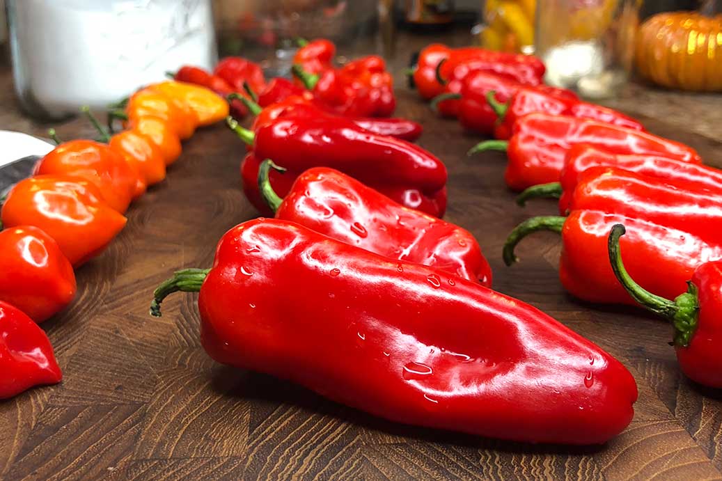 Increase Your Pepper Plant Yield Easy Steps