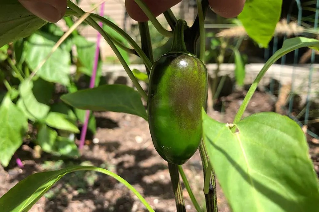 Why Are My Peppers Black? (Hint It's Probably Natural) Pepper Geek