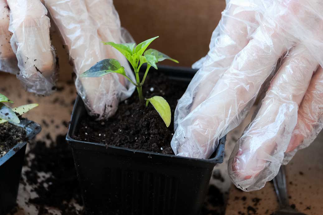 How To Transplant Pepper Plants Simple Guide Pepper Geek