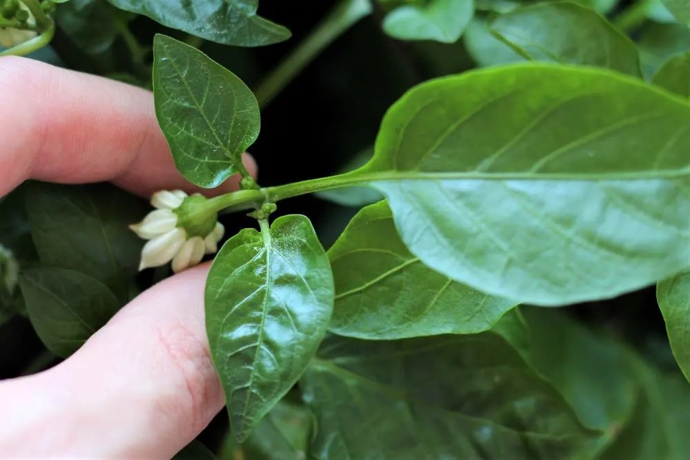 Edema In Plants Treating Plant Edema (With Pictures) Pepper Geek