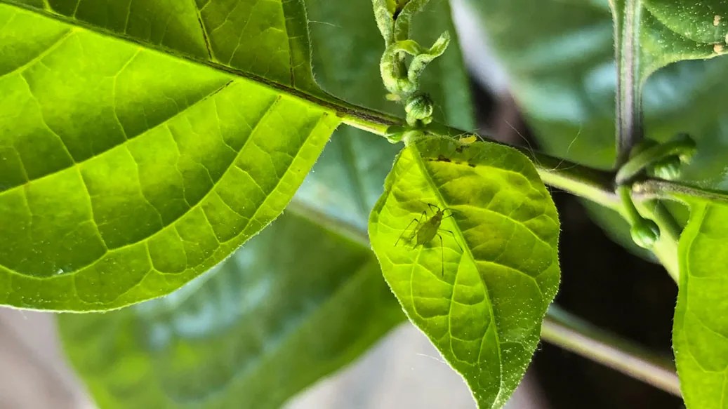 Aphids On Pepper Plants How To Treat And Prevent Pepper Geek