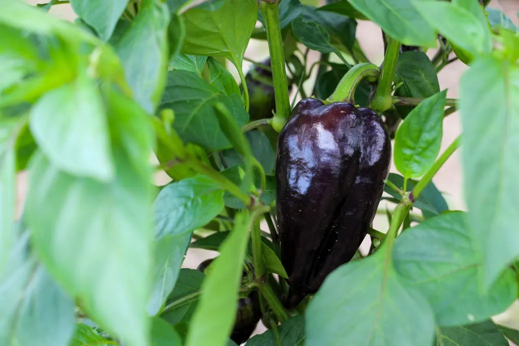 Why Are My Peppers Black? (Hint It's Probably Natural) Pepper Geek