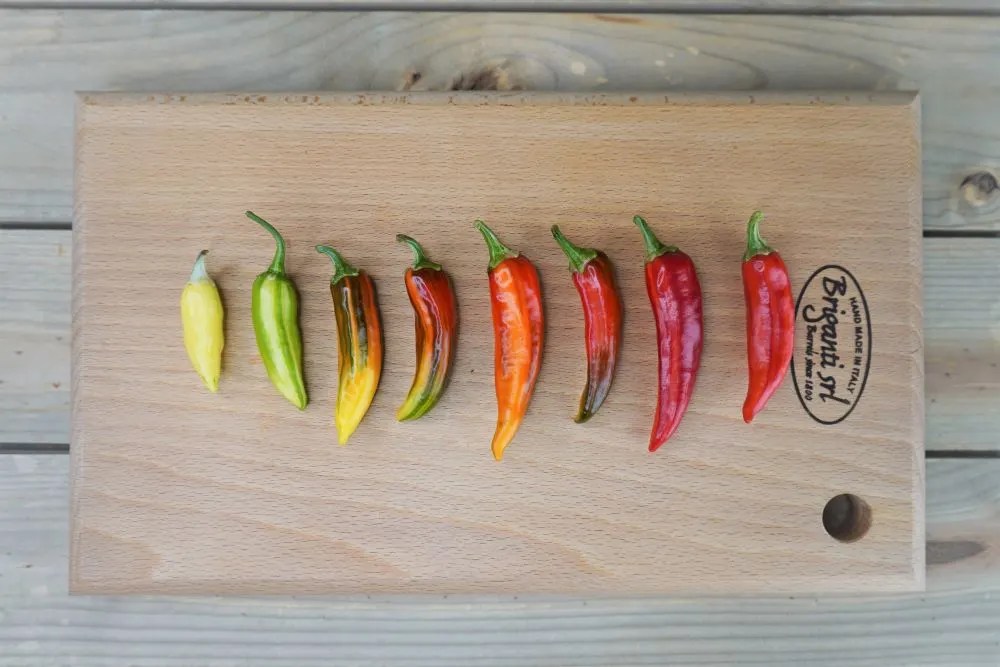 Fish Peppers The Amazing History & Hot Pepper Facts Pepper Geek