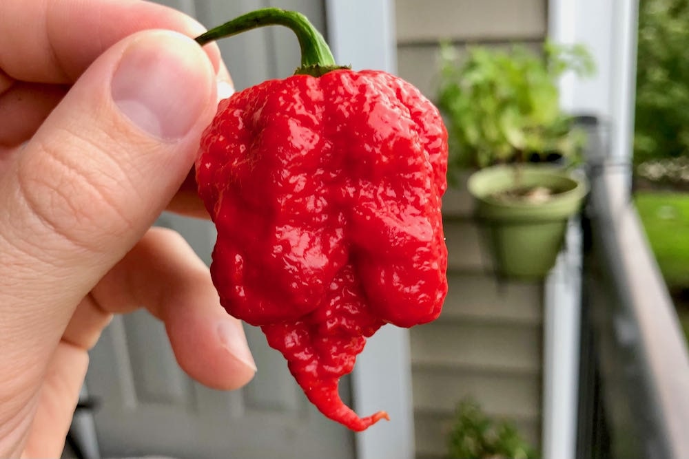 7 Pot Primo Pepper The Hottest Pepper In The World? Pepper Geek