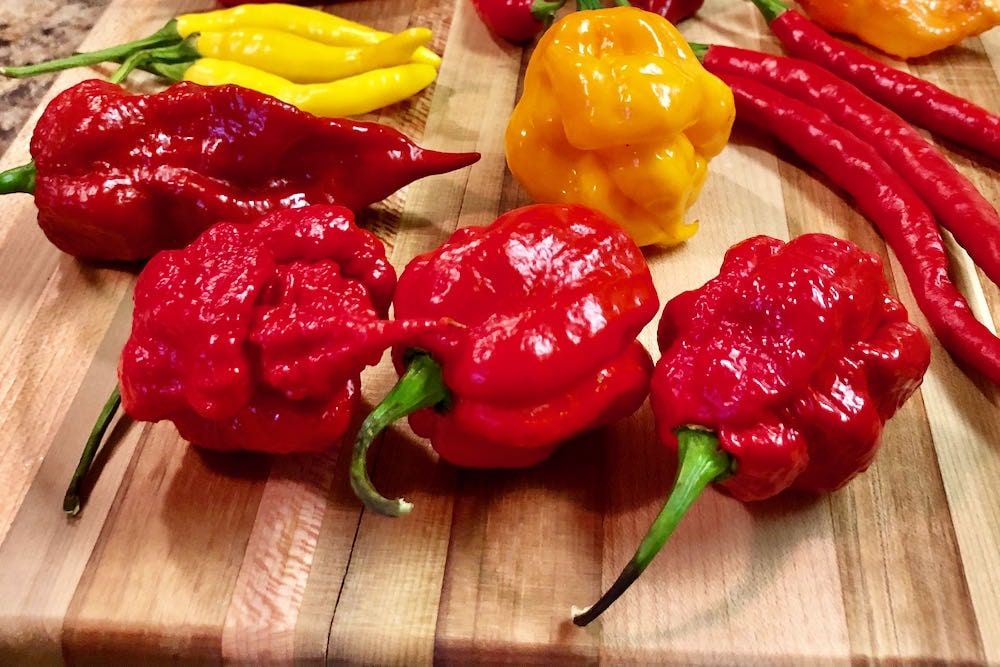 7 Pot Primo Pepper The Hottest Pepper In The World? Pepper Geek