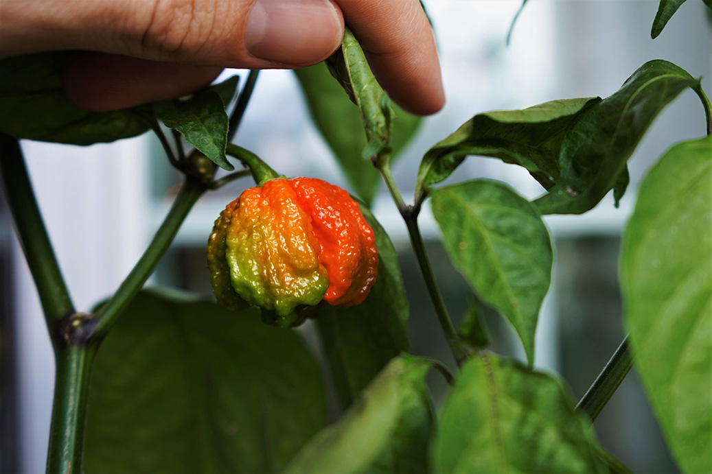 Carolina Reaper vs. Habanero Pepper Pepper Geek