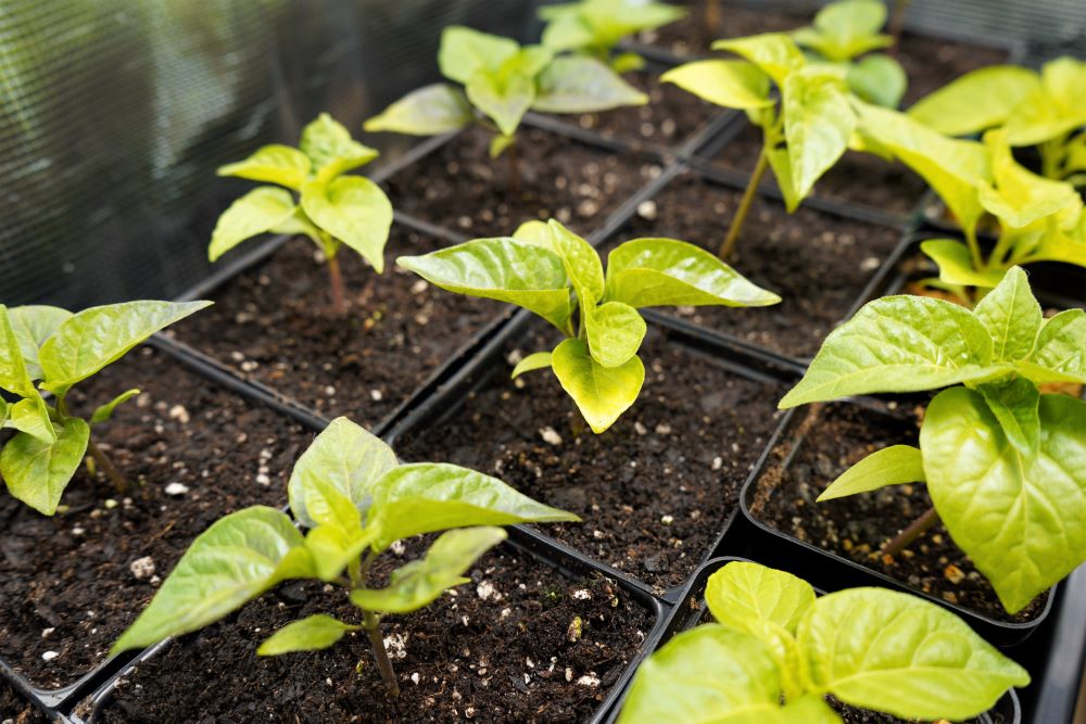 How To Transplant Pepper Plants Simple Guide Pepper Geek