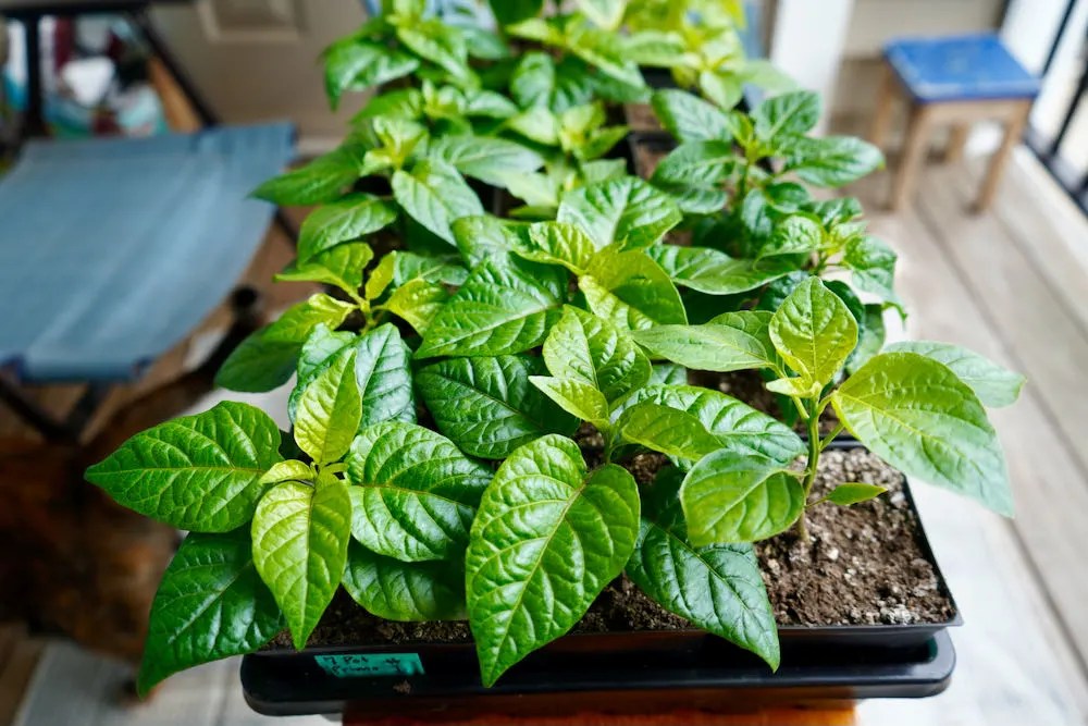 How To Grow Carolina Reapers Full Guide w/Pictures Pepper Geek