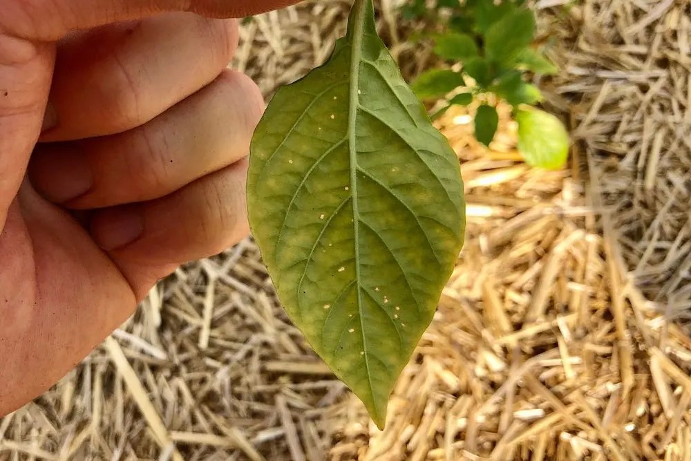 Spots On Pepper Leaves How to Diagnose and Treat Pepper Geek