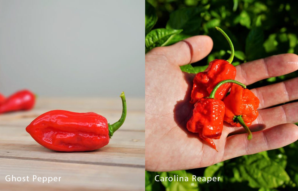 Ghost Pepper vs. Carolina Reaper Pepper Geek