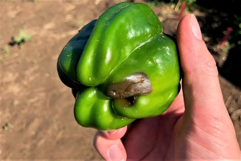 Jalapeño Peppers Turning Black? Here's Why Pepper Geek