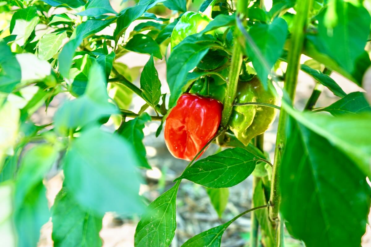 When To Pick Habanero Peppers (Tips To Know When) Pepper Geek