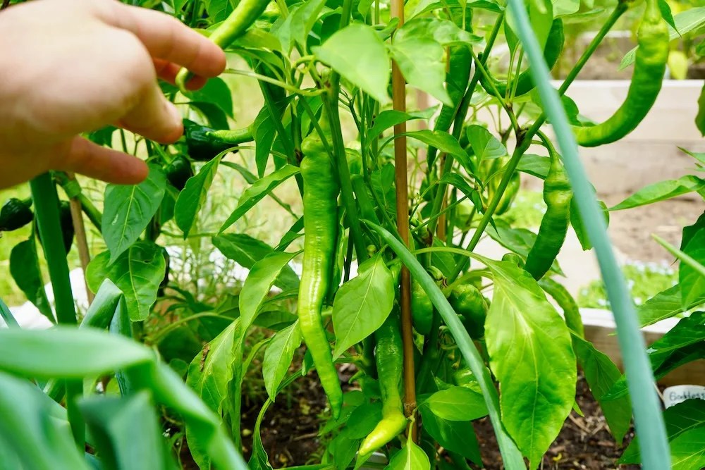 Jimmy Nardello Peppers A Delicious Italian Heirloom Pepper Geek
