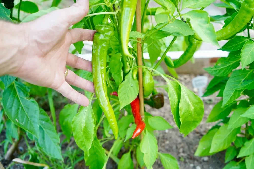 Jimmy Nardello Peppers A Delicious Italian Heirloom Pepper Geek