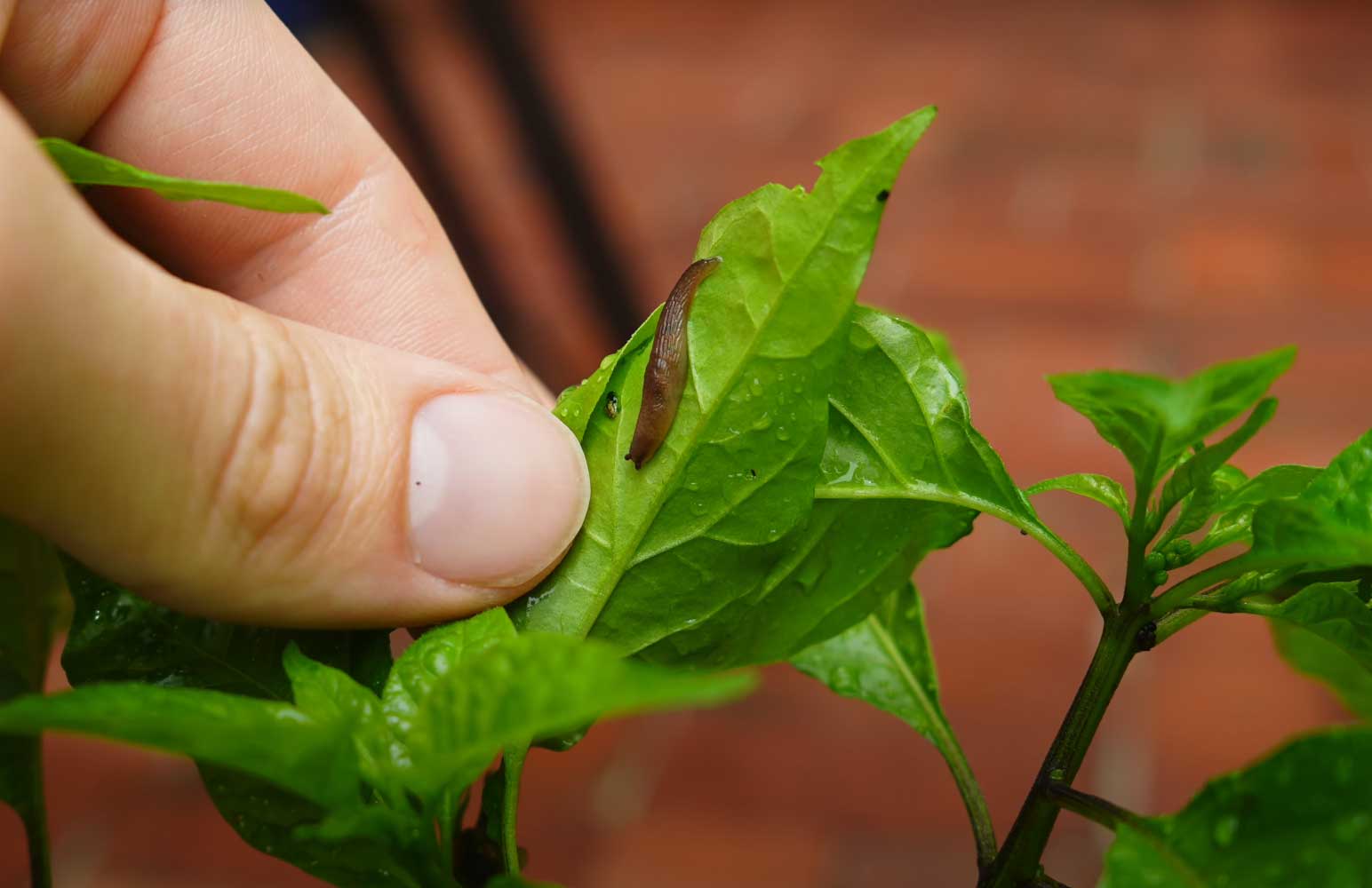 What's Eating Your Peppers At Night? (5 Possible Culprits) Pepper Geek
