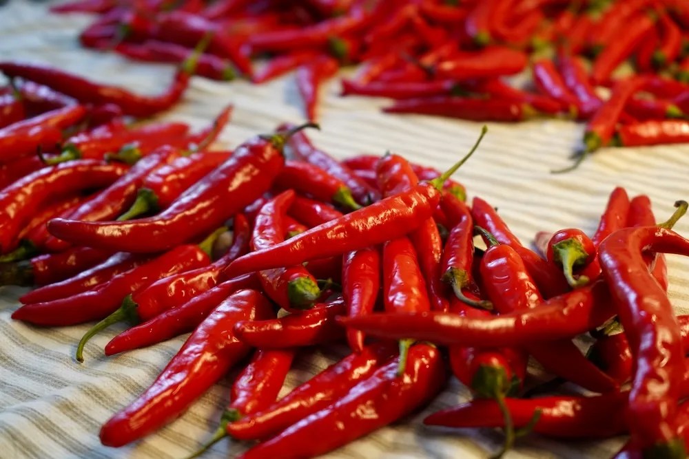 Where Do Chile Peppers Come From? Pepper Geek