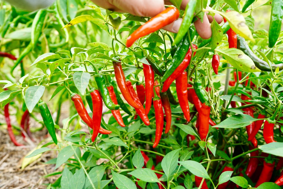 Increase Your Pepper Plant Yield Easy Steps