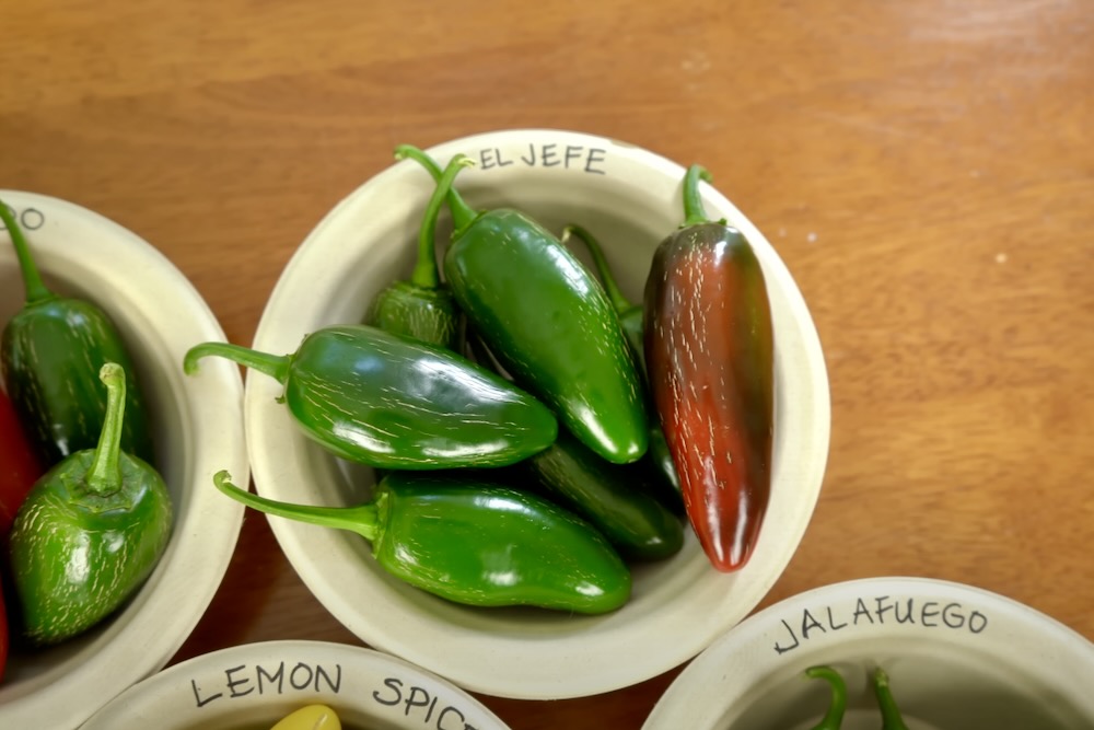 11 Amazing Types of Jalapeño Peppers Pepper Geek