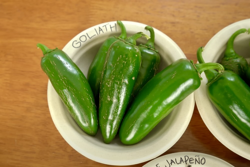 11 Amazing Types of Jalapeño Peppers Pepper Geek