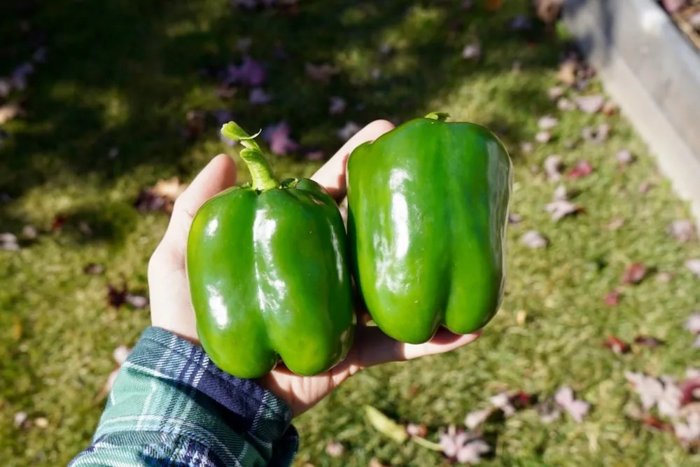 Harvesting Peppers How And When To Pick Peppers Pepper Geek
