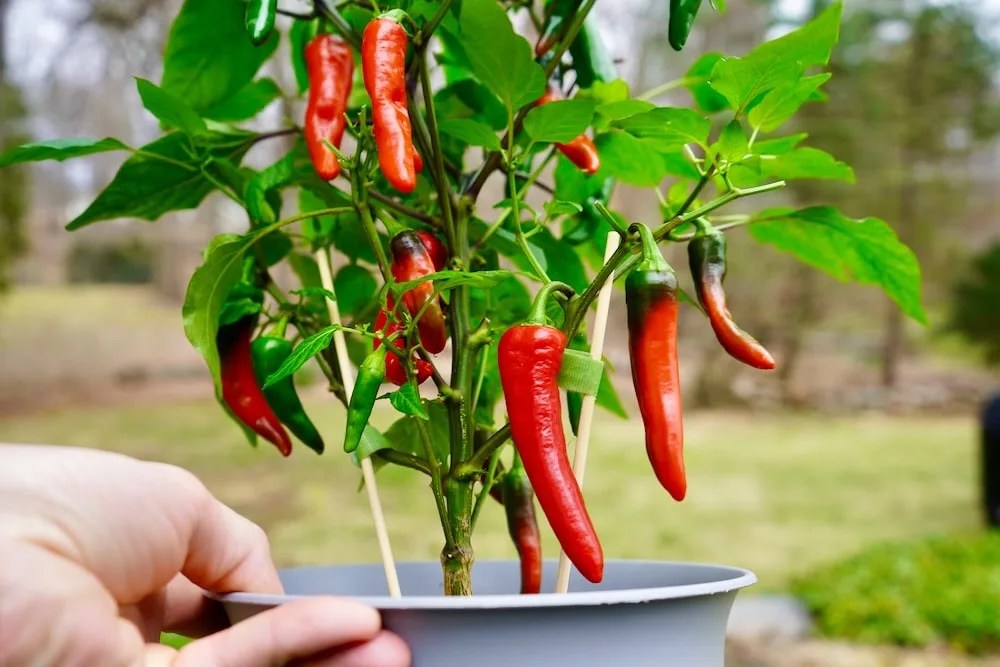 Harvesting Peppers How And When To Pick Peppers Pepper Geek