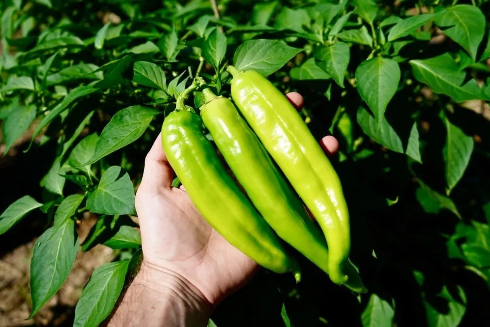 Hatch Green Chile History, Flavors, and Uses Pepper Geek