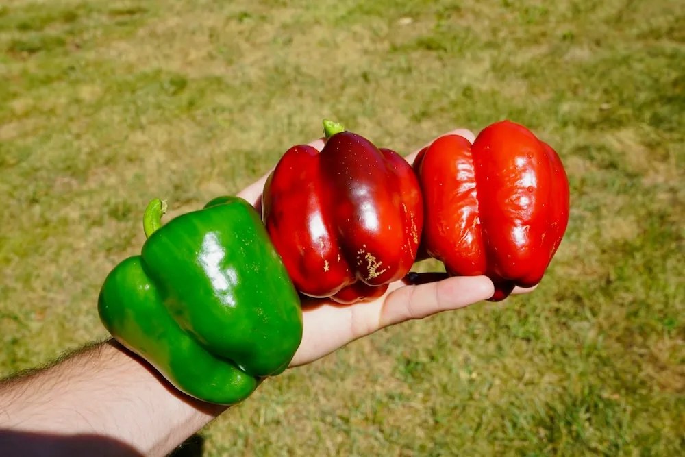 When to Pick Bell Peppers Best Time to Harvest Pepper Geek