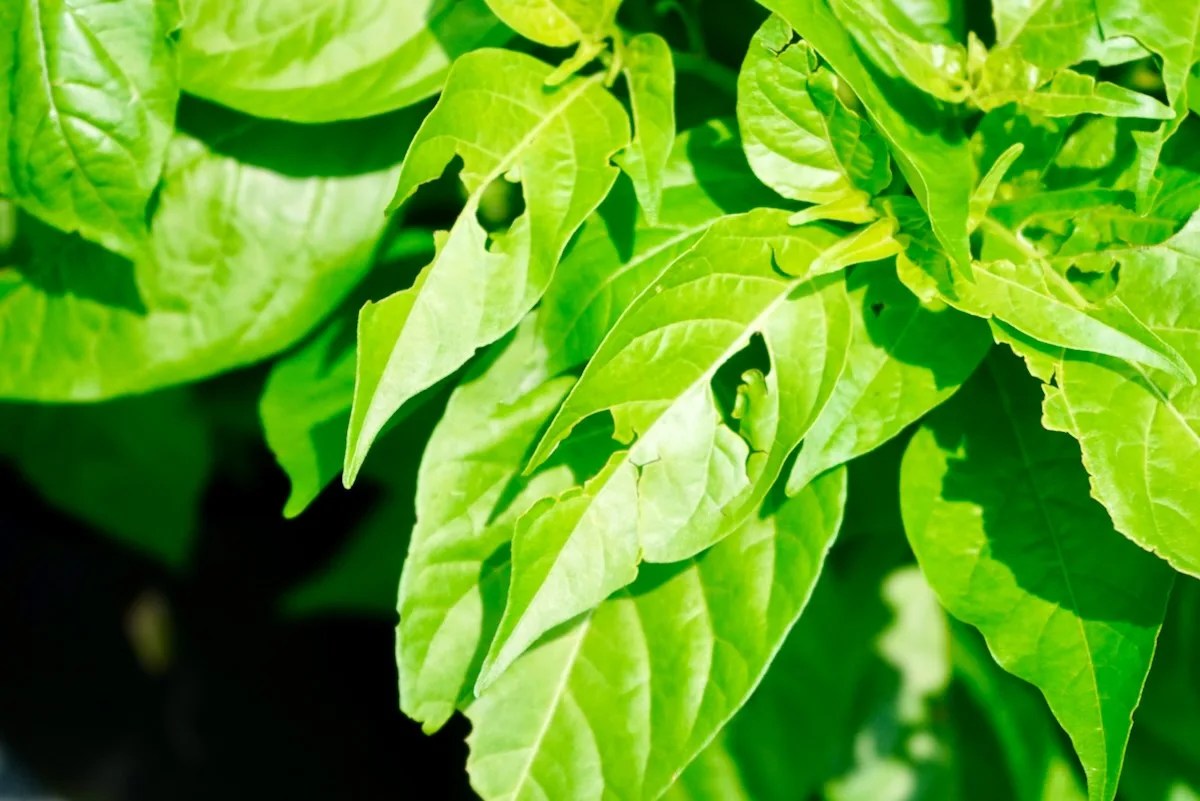 What Causes Holes In Pepper Plant Leaves? Pepper Geek