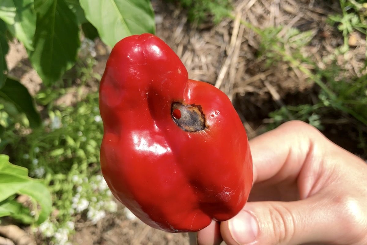 What Causes Holes In Pepper Plant Leaves? Pepper Geek