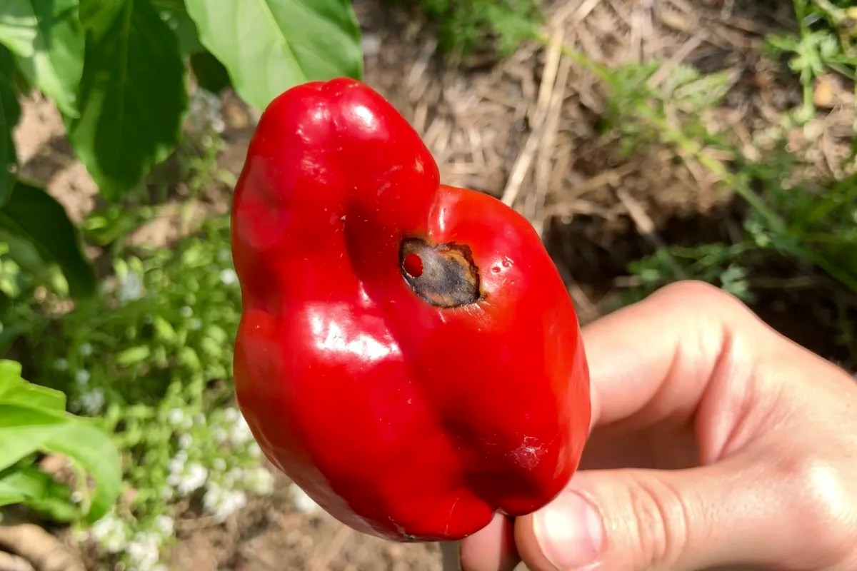 What Causes Holes In Pepper Plant Leaves? Pepper Geek