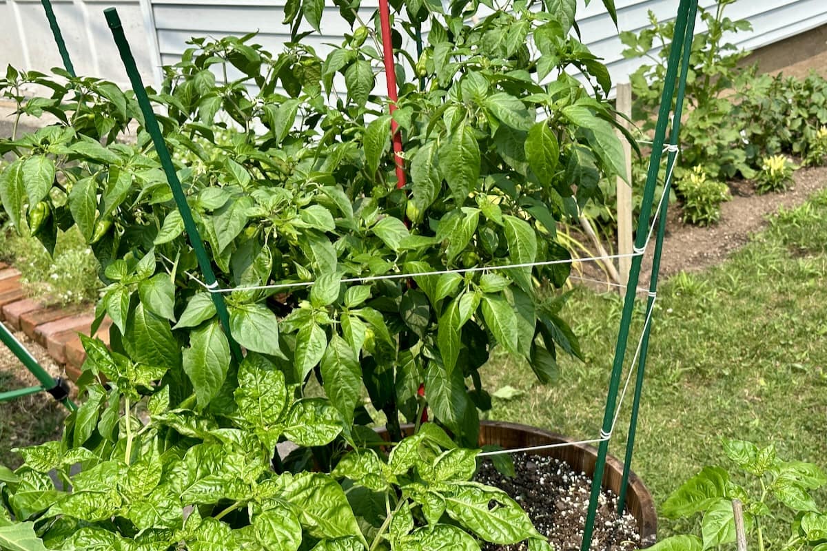 How To Stake Pepper Plants (The Right Way) Pepper Geek