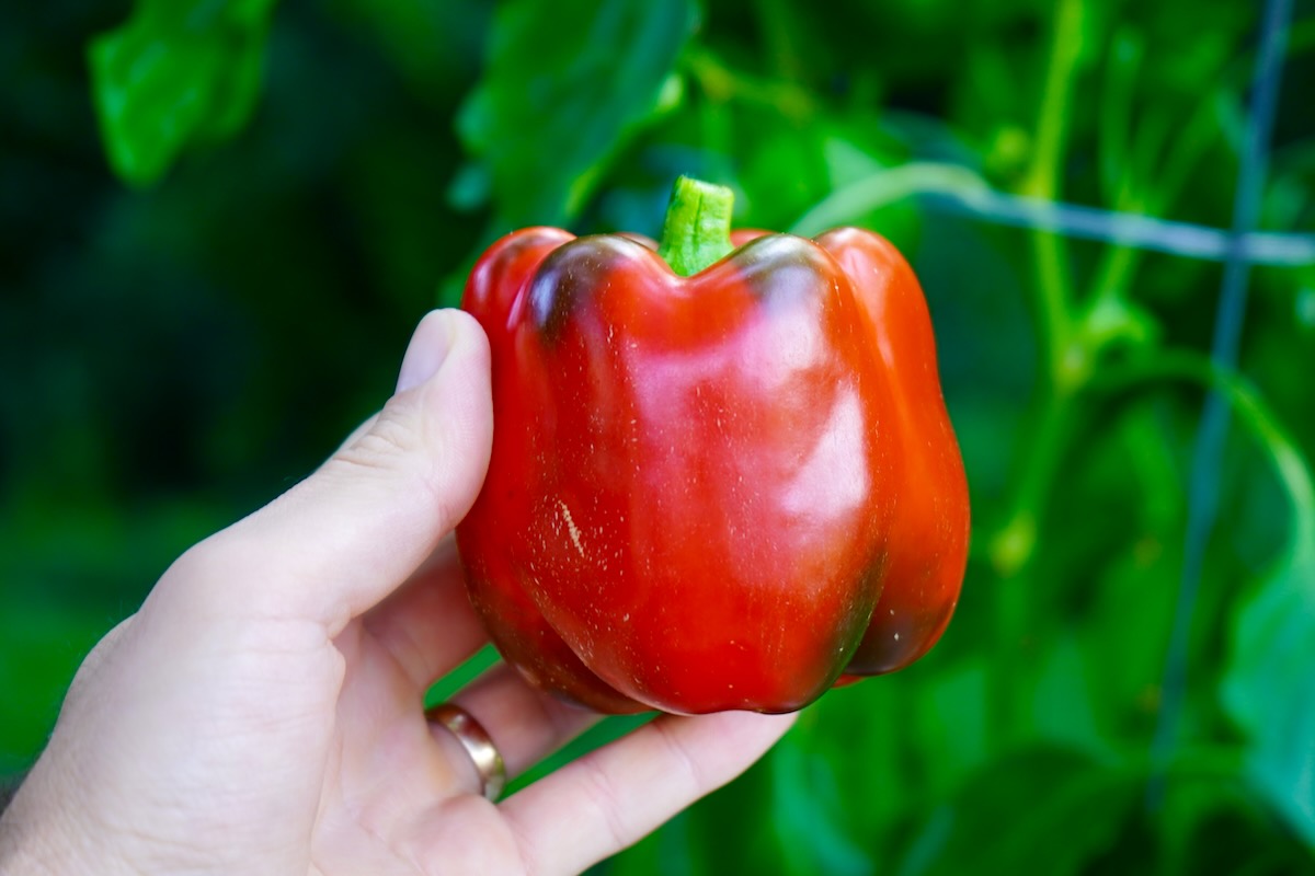 When to Pick Bell Peppers Best Time to Harvest Pepper Geek