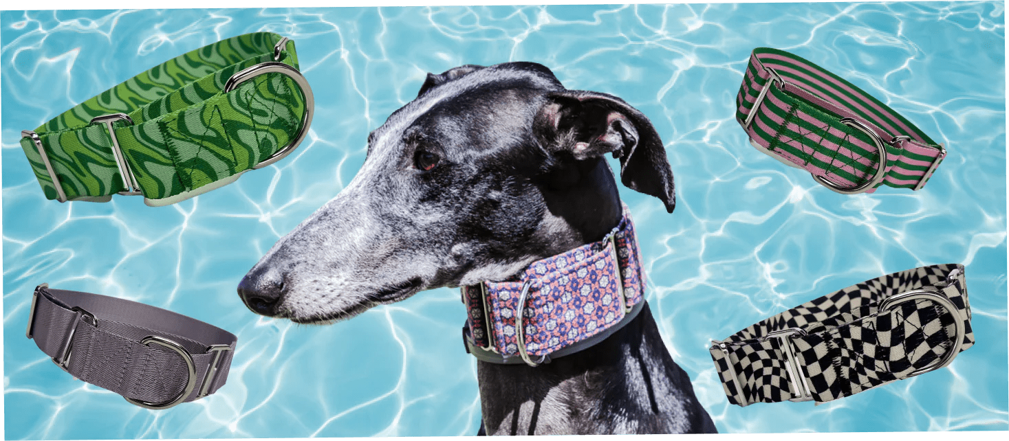 Unleash the benefits A guide to martingale collars for greyhounds